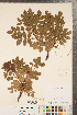  ( - CCDB-23110-E12)  @11 [ ] Copyright (2015) Deb Metsger Royal Ontario Museum