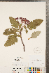  (Sorbus hybrida - CCDB-23111-G02)  @11 [ ] Copyright (2015) Deb Metsger Royal Ontario Museum