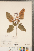  ( - CCDB-23111-F02)  @11 [ ] Copyright (2015) Deb Metsger Royal Ontario Museum