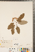  ( - CCDB-23111-E02)  @11 [ ] Copyright (2015) Deb Metsger Royal Ontario Museum