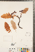  ( - CCDB-23111-D02)  @11 [ ] Copyright (2015) Deb Metsger Royal Ontario Museum