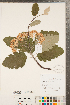  ( - CCDB-23111-C02)  @11 [ ] Copyright (2015) Deb Metsger Royal Ontario Museum