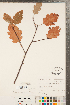  ( - CCDB-23111-A02)  @11 [ ] Copyright (2015) Deb Metsger Royal Ontario Museum