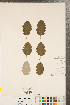  ( - CCDB-23111-H03)  @11 [ ] Copyright (2015) Deb Metsger Royal Ontario Museum