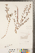  ( - CCDB-23111-H06)  @11 [ ] Copyright (2015) Deb Metsger Royal Ontario Museum