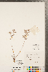  ( - CCDB-23111-G06)  @11 [ ] Copyright (2015) Deb Metsger Royal Ontario Museum