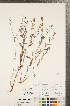  ( - CCDB-23111-F06)  @11 [ ] Copyright (2015) Deb Metsger Royal Ontario Museum