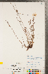  ( - CCDB-23111-E06)  @11 [ ] Copyright (2015) Deb Metsger Royal Ontario Museum