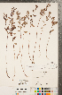  ( - CCDB-23111-C06)  @11 [ ] Copyright (2015) Deb Metsger Royal Ontario Museum