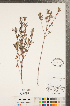  ( - CCDB-23111-A06)  @11 [ ] Copyright (2015) Deb Metsger Royal Ontario Museum