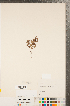  ( - CCDB-23111-H07)  @11 [ ] Copyright (2015) Deb Metsger Royal Ontario Museum