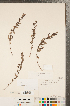  ( - CCDB-23111-F07)  @11 [ ] Copyright (2015) Deb Metsger Royal Ontario Museum