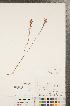  ( - CCDB-23111-E07)  @11 [ ] Copyright (2015) Deb Metsger Royal Ontario Museum
