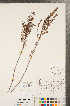  ( - CCDB-23111-C07)  @11 [ ] Copyright (2015) Deb Metsger Royal Ontario Museum