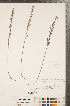  ( - CCDB-23111-B07)  @11 [ ] Copyright (2015) Deb Metsger Royal Ontario Museum