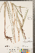 ( - CCDB-23112-H08)  @11 [ ] Copyright (2015) Deb Metsger Royal Ontario Museum