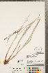  ( - CCDB-23112-G08)  @11 [ ] Copyright (2015) Deb Metsger Royal Ontario Museum