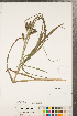  ( - CCDB-23112-F08)  @11 [ ] Copyright (2015) Deb Metsger Royal Ontario Museum