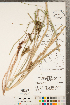  ( - CCDB-23112-E08)  @11 [ ] Copyright (2015) Deb Metsger Royal Ontario Museum