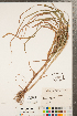 ( - CCDB-23112-D08)  @11 [ ] Copyright (2015) Deb Metsger Royal Ontario Museum