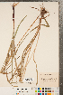  ( - CCDB-23112-B08)  @11 [ ] Copyright (2015) Deb Metsger Royal Ontario Museum