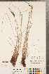  ( - CCDB-23112-E09)  @11 [ ] Copyright (2015) Deb Metsger Royal Ontario Museum