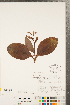  (Galearis - CCDB-23122-B02)  @11 [ ] Copyright (2015) Deb Metsger Royal Ontario Museum