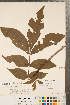  ( - CCDB-23122-A07)  @11 [ ] Copyright (2015) Deb Metsger Royal Ontario Museum