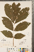  ( - CCDB-23122-H08)  @11 [ ] Copyright (2015) Deb Metsger Royal Ontario Museum
