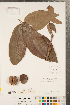  ( - CCDB-23122-G08)  @11 [ ] Copyright (2015) Deb Metsger Royal Ontario Museum