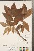  ( - CCDB-23122-E08)  @11 [ ] Copyright (2015) Deb Metsger Royal Ontario Museum