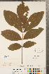  ( - CCDB-23122-D08)  @11 [ ] Copyright (2015) Deb Metsger Royal Ontario Museum