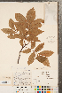  ( - CCDB-23122-C08)  @11 [ ] Copyright (2015) Deb Metsger Royal Ontario Museum