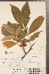  ( - CCDB-23122-B08)  @11 [ ] Copyright (2015) Deb Metsger Royal Ontario Museum
