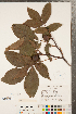  ( - CCDB-23122-G09)  @11 [ ] Copyright (2015) Deb Metsger Royal Ontario Museum