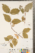  (Philadelphus coronarius - CCDB-23324-E06)  @11 [ ] Copyright (2015) Deb Metsger Royal Ontario Museum