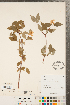  ( - CCDB-23324-B06)  @11 [ ] Copyright (2015) Deb Metsger Royal Ontario Museum