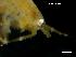  ( - LMBSAP33-006)  @11 [ ] Unspecified (default): All Rights Reserved  Unspecified Unspecified