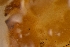  (Aceria genistae - MBL591)  @11 [ ] by-nc-nd (2022) Unspecified Agriculture and Agri-Food Canada - Summerland Research and Development Center