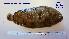  (Microchirus ocellatus - MLFPI101)  @13 [ ] Copyright  Unspecified Unspecified