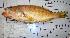  (Serranus cabrilla - MLFPI30)  @13 [ ] Unspecified (default): All Rights Reserved  Unspecified Unspecified