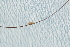  ( - MummyLice07)  @11 [ ] CreativeCommons - Attribution (2018) CBG Photography Group Centre for Biodiversity Genomics