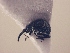  (Apion sp. AL1 - MLPCU0069)  @12 [ ] Unspecified (default): All Rights Reserved  Unspecified Unspecified
