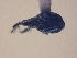  (Apion sp. AL2 - MLPCU0255)  @11 [ ] Unspecified (default): All Rights Reserved  Unspecified Unspecified