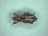  (Naupactus verecundus - MLPCU0497)  @11 [ ] Unspecified (default): All Rights Reserved  Unspecified Unspecified