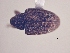  (CryptorhynchinaeGEN sp. AL10 - MLPCU0122)  @11 [ ] Unspecified (default): All Rights Reserved  Unspecified Unspecified