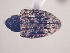  (CryptorhynchinaeGEN sp. AL11 - MLPCU0123)  @11 [ ] Unspecified (default): All Rights Reserved  Unspecified Unspecified