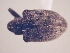  (CryptorhynchinaeGEN sp. AL12 - MLPCU0202)  @11 [ ] Unspecified (default): All Rights Reserved  Unspecified Unspecified