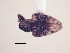  (CryptorhynchinaeGEN sp. AL13 - MLPCU0229)  @11 [ ] Unspecified (default): All Rights Reserved  Unspecified Unspecified