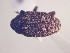  (CryptorhynchinaeGEN sp. AL14 - MLPCU0209)  @11 [ ] Unspecified (default): All Rights Reserved  Unspecified Unspecified